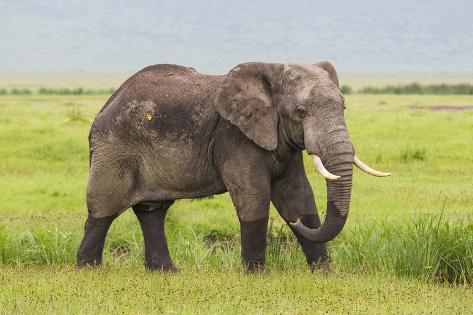 africa tanzania african elephant at the crater in the ngorongoroafrica tanzania african elephant at the crater in the ngorongoro conservation area premium photographic print by ralph h bendjebar at allposters com